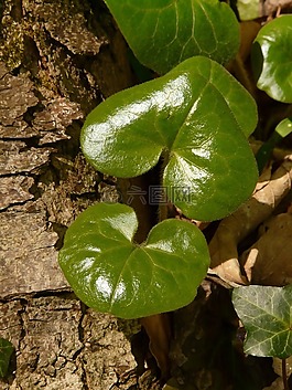 普通 haselwurz,廠,森林植物