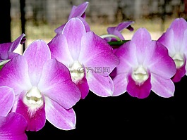 蘭花,花,光明