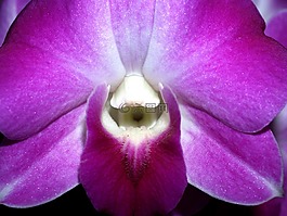蘭花,花,光明