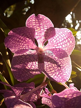 蘭花,花,光明