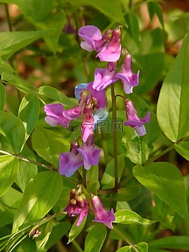 春豌豆,豆科,廠