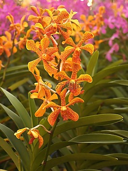 蘭花,花,光明