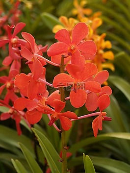 蘭花,花,光明