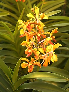 蘭花,花,光明