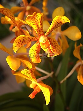 蘭花,花,光明