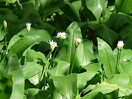 熊的大蒜,開(kāi)花,廠