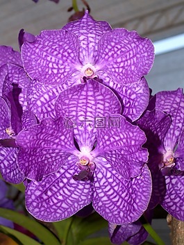 蘭花,花,光明