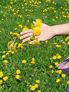 蒲公英,蒲公英冠,花環(huán)