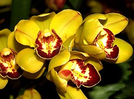 蘭花,花,光明