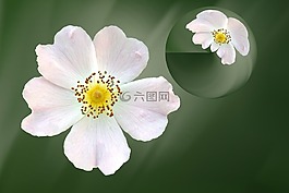 花,開花,野生玫瑰