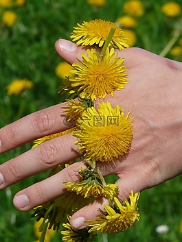 蒲公英,蒲公英冠,花環(huán)