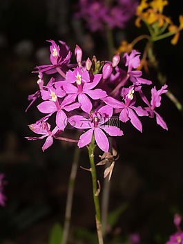 蘭花,花,光明