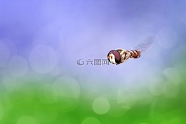 天空,光明,自然