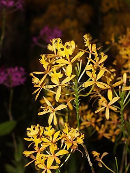 蘭花,花,光明