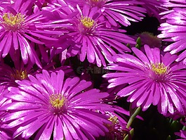 紅色 mittagsblume,冰廠,花
