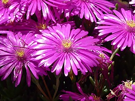紅色 mittagsblume,冰廠,花