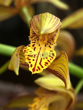 蘭花,花,光明