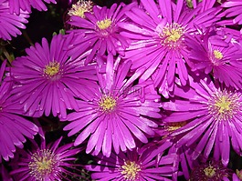 紅色 mittagsblume,冰廠,花