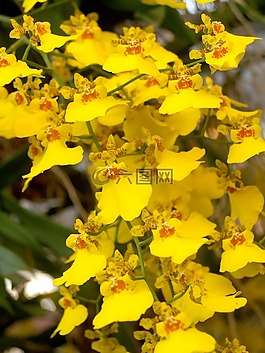 蘭花,花,光明