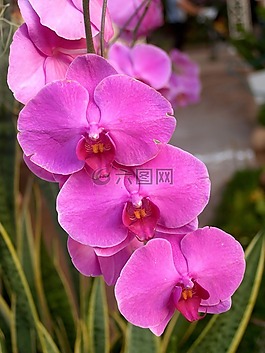 蘭花,花,光明