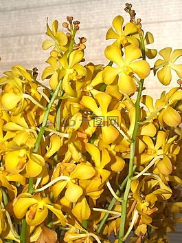 蘭花,花,光明