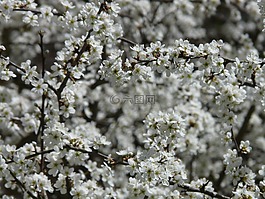 布莱克索恩,杏棘胸蛙,对冲