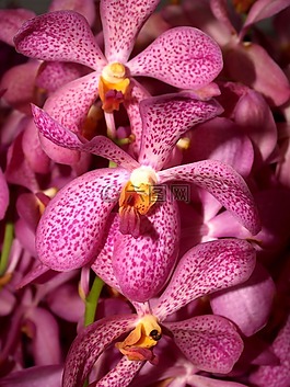 蘭花,花,光明
