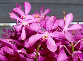 蘭花,花,光明