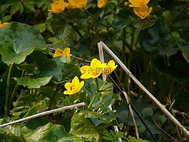 沼泽红假单胞菌 caltha,水生植物,开花