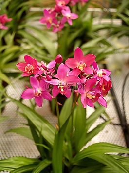 蘭花,花,光明