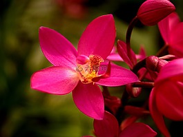 蘭花,花,光明