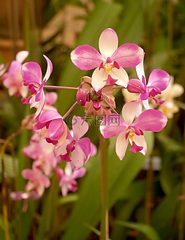 蘭花,花,光明