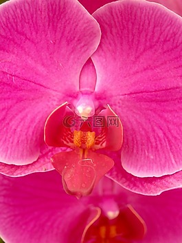 蘭花,花,光明