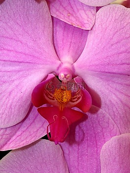 蘭花,花,光明