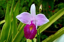 竹葉蘭,花園,鮮花