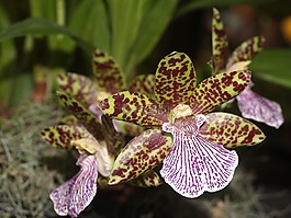 蘭花,花,光明