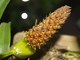 蘭花,花,光明