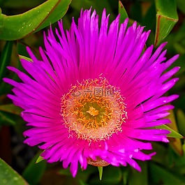 廠,性質(zhì),花