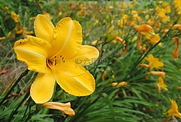 性質(zhì),花,廠