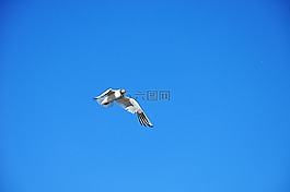 鳥,天空,藍色