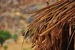 樹,木,屋頂