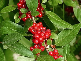 漿果,紅色,水果