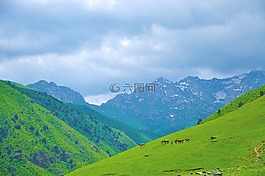 山,雪,樹