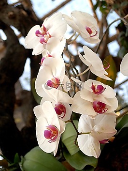 蘭花,花,光明