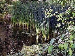 里德,沼澤,植被