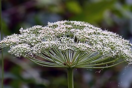 野生花卉,花,白