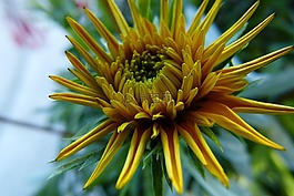 花,黃色,花園