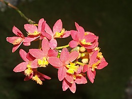 蘭花,花,光明