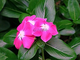 长春,花,粉红色