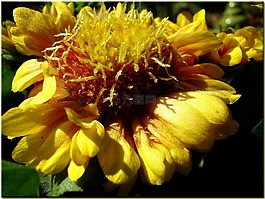 開花,花,黃色